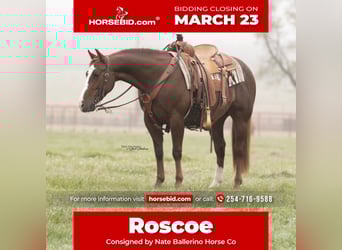 American Quarter Horse, Ruin, 7 Jaar, 142 cm, Roodvos