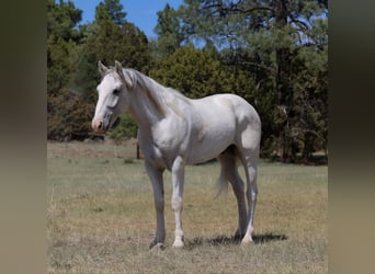 American Quarter Horse, Ruin, 7 Jaar, 142 cm, Schimmel