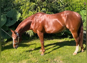 American Quarter Horse, Ruin, 7 Jaar, 144 cm, Roodvos