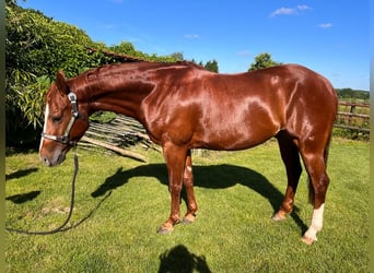 American Quarter Horse, Ruin, 7 Jaar, 144 cm, Roodvos