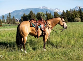 American Quarter Horse, Ruin, 7 Jaar, 145 cm, Buckskin