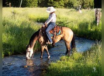 American Quarter Horse, Ruin, 7 Jaar, 145 cm, Buckskin