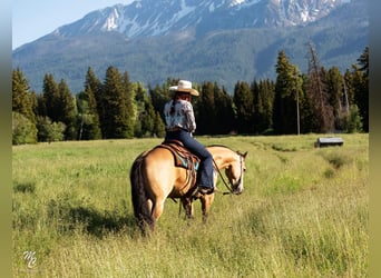 American Quarter Horse, Ruin, 7 Jaar, 145 cm, Buckskin