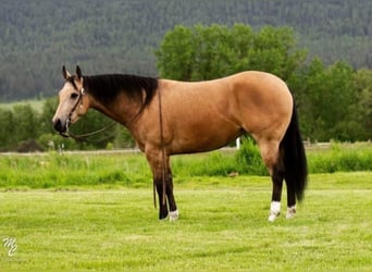 American Quarter Horse, Ruin, 7 Jaar, 145 cm, Buckskin