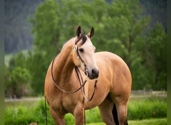 American Quarter Horse, Ruin, 7 Jaar, 145 cm, Buckskin