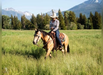 American Quarter Horse, Ruin, 7 Jaar, 145 cm, Buckskin