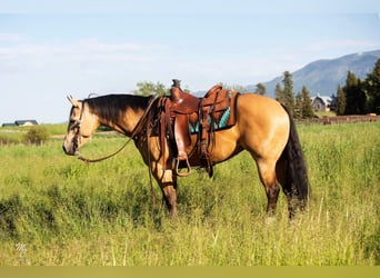 American Quarter Horse, Ruin, 7 Jaar, 145 cm, Buckskin