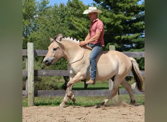 American Quarter Horse, Ruin, 7 Jaar, 145 cm, Buckskin