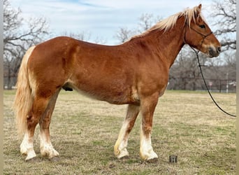 American Quarter Horse, Ruin, 7 Jaar, 145 cm, Donkere-vos