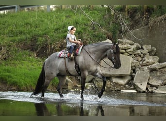 American Quarter Horse, Ruin, 7 Jaar, 145 cm, Grullo