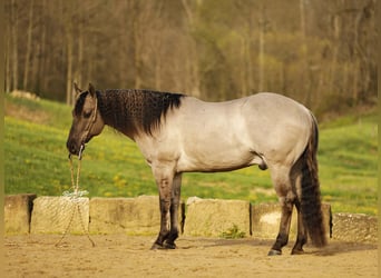 American Quarter Horse, Ruin, 7 Jaar, 145 cm, Grullo