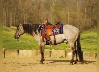 American Quarter Horse, Ruin, 7 Jaar, 145 cm, Grullo