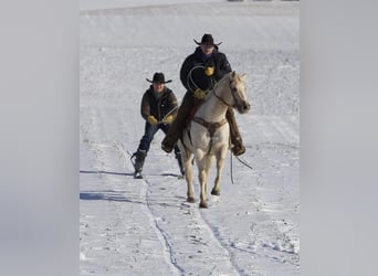 American Quarter Horse, Ruin, 7 Jaar, 145 cm, Palomino