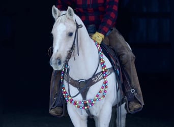 American Quarter Horse, Ruin, 7 Jaar, 145 cm, Palomino