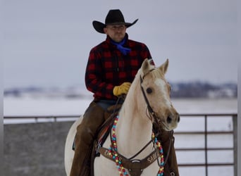 American Quarter Horse, Ruin, 7 Jaar, 145 cm, Palomino