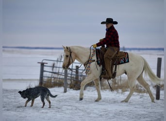 American Quarter Horse, Ruin, 7 Jaar, 145 cm, Palomino