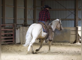 American Quarter Horse, Ruin, 7 Jaar, 145 cm, Palomino