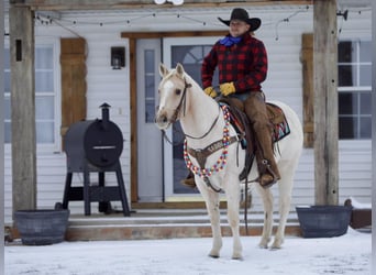 American Quarter Horse, Ruin, 7 Jaar, 145 cm, Palomino