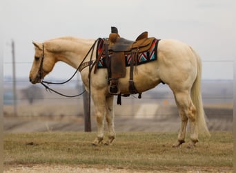 American Quarter Horse, Ruin, 7 Jaar, 145 cm, Palomino