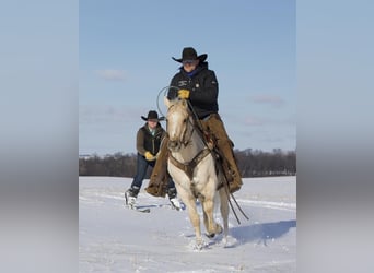 American Quarter Horse, Ruin, 7 Jaar, 145 cm, Palomino