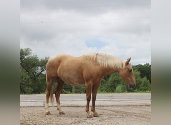 American Quarter Horse, Ruin, 7 Jaar, 145 cm, Palomino