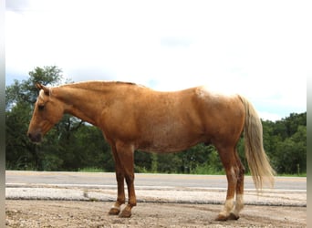 American Quarter Horse, Ruin, 7 Jaar, 145 cm, Palomino