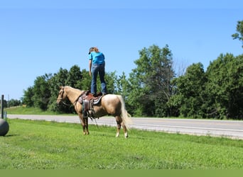 American Quarter Horse, Ruin, 7 Jaar, 145 cm, Palomino