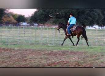 American Quarter Horse, Ruin, 7 Jaar, 145 cm, Roodbruin