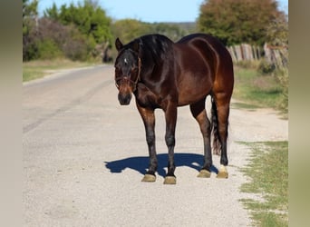 American Quarter Horse, Ruin, 7 Jaar, 145 cm, Roodbruin