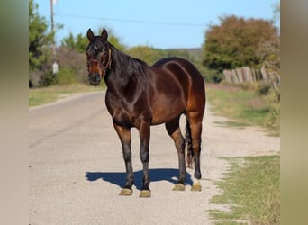 American Quarter Horse, Ruin, 7 Jaar, 145 cm, Roodbruin