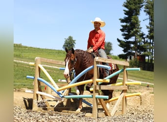 American Quarter Horse, Ruin, 7 Jaar, 145 cm, Roodvos