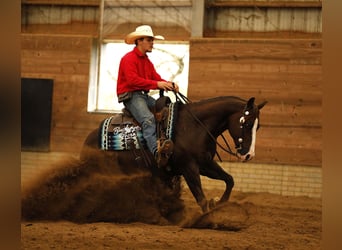 American Quarter Horse, Ruin, 7 Jaar, 145 cm, Roodvos