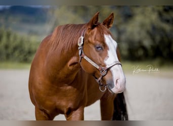 American Quarter Horse, Ruin, 7 Jaar, 146 cm, Vos