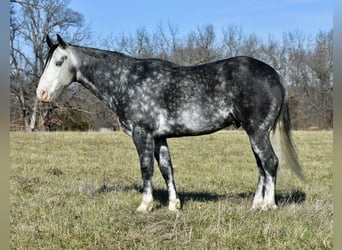 American Quarter Horse, Ruin, 7 Jaar, 147 cm, Appelschimmel