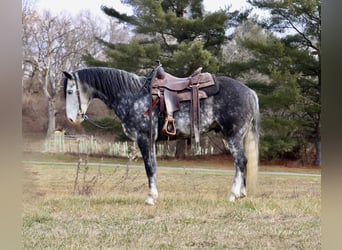 American Quarter Horse, Ruin, 7 Jaar, 147 cm, Appelschimmel