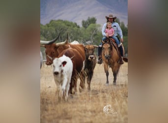 American Quarter Horse, Ruin, 7 Jaar, 147 cm, Buckskin