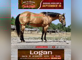 American Quarter Horse, Ruin, 7 Jaar, 147 cm, Buckskin