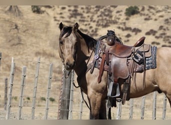 American Quarter Horse, Ruin, 7 Jaar, 147 cm, Buckskin