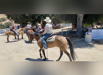 American Quarter Horse, Ruin, 7 Jaar, 147 cm, Buckskin