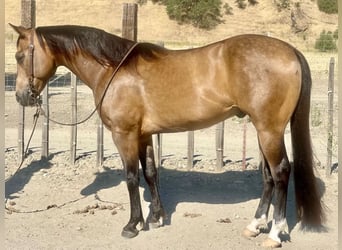 American Quarter Horse, Ruin, 7 Jaar, 147 cm, Buckskin