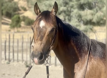 American Quarter Horse, Ruin, 7 Jaar, 147 cm, Buckskin