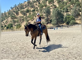 American Quarter Horse, Ruin, 7 Jaar, 147 cm, Buckskin