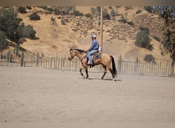 American Quarter Horse, Ruin, 7 Jaar, 147 cm, Buckskin