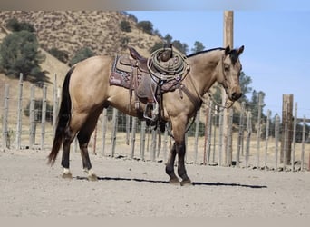 American Quarter Horse, Ruin, 7 Jaar, 147 cm, Buckskin