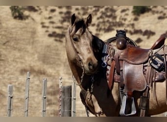 American Quarter Horse, Ruin, 7 Jaar, 147 cm, Buckskin