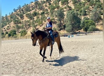 American Quarter Horse, Ruin, 7 Jaar, 147 cm, Buckskin