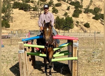 American Quarter Horse, Ruin, 7 Jaar, 147 cm, Buckskin