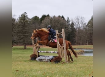 American Quarter Horse Mix, Ruin, 7 Jaar, 147 cm, Donkere-vos