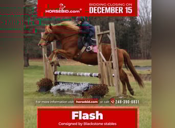 American Quarter Horse Mix, Ruin, 7 Jaar, 147 cm, Donkere-vos