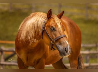 American Quarter Horse, Ruin, 7 Jaar, 147 cm, Donkere-vos